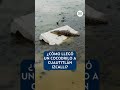 ¿Alguien lo liberó en la laguna? México se preguntan cómo llegó un cocodrilo a Cuautitlán Izcalli