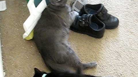 Why catnip should be considered a drug.