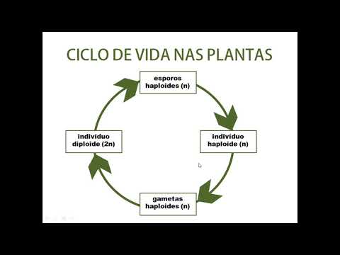 Vídeo: Diferença Entre Musgos E Samambaias