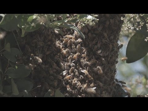 Honeybees Swarming 240fps Slow Motion Demo Reel V23978