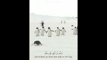 تأمل وتفكر في خلق الله - التلاوة بصوت القارئ الشيخ ياسر الدوسري