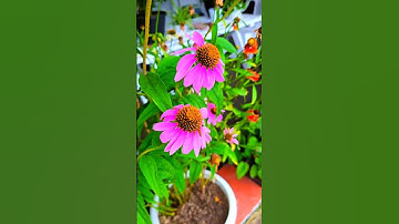 Thumbnail of #beach#foryou#gardening#beauty#travel#youtubeshorts#nature#rose#short#viral