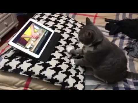 not-only-human,-cat-also-learning-with-youtube