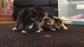 Kittens with Cerebellar Hypoplasia Start Their Journey: Animal Rehabilitation