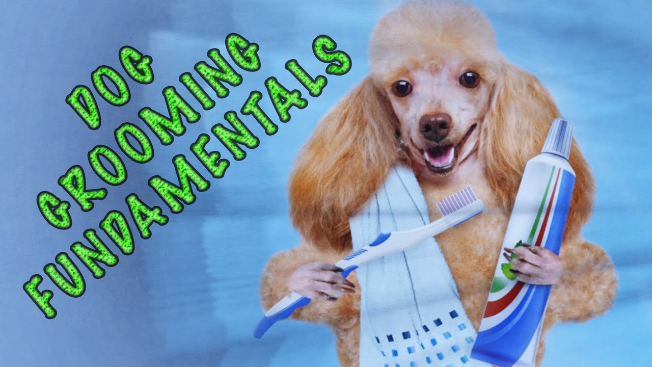 Dog Grooming Fundamentals - YouTube