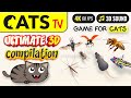 Cat tv  ultimate 3d compilation  for cats  4k 3 hours