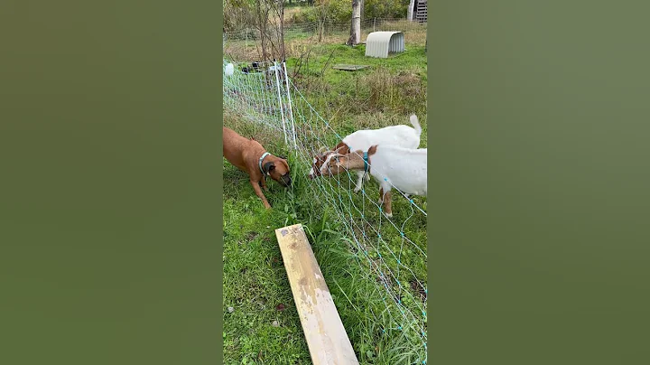 Dog feels electric fence. #goat #shocked #dog
