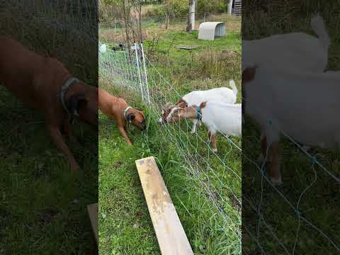 Dog feels electric fence. #goat #shocked #dog