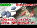 【亀と金魚】金魚を４年飼育してわかったこと・お迎えを考えている方は絶対に見てね！【同居】