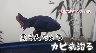 塩浴 Youtube