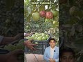 golden 8, red diamond, black diamond, Hisar safeda, Taiwan pink guava farming all plants available