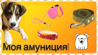 Амуниция моей собаки!!!Смотреть всем! Амуниция моей собаки!!!Смотреть всем!