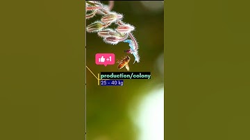 Apiculture shorts video | APIs mellifera | european / Ittalian bee #agriculture