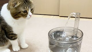 🐈3年ぶりに新しくなった給水器に挑むも敗北した猫…w