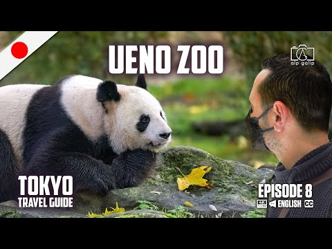 Video: Guida ai visitatori del Queens Zoo