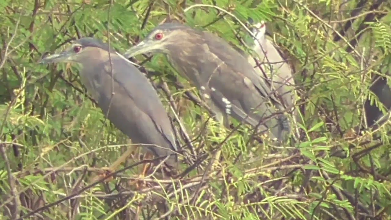 Gila..‼️ Sarang nya burung kowak ada di sini