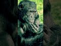 🐒 Chimpancés sorprenden al pensar casi como humanos #ciencia #shorts