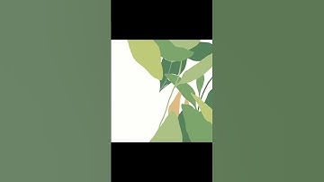 Ocellated Shield Bug