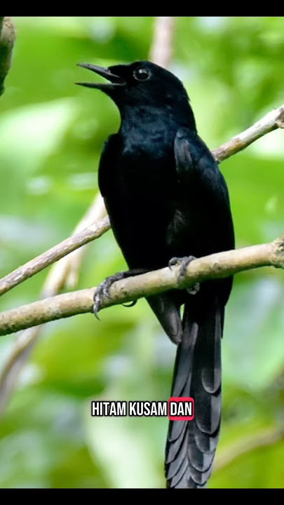 Burung Murai | Black Shama