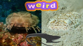 Top 20 WeirdestLooking Animals in the Ocean