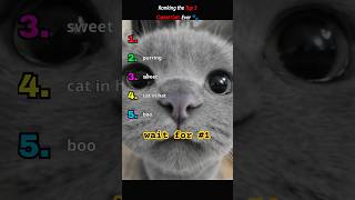 These Are the Cutest Cats on the Internet ❤️🐱 #cutecats #cats #top5 #viral #catsoftiktok #catlover