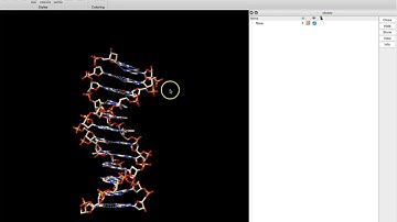 Showing atoms in a nucleic acid and measuring distances in ChimeraX