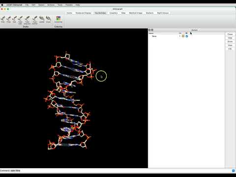 Showing atoms in a nucleic acid and measuring distances in ChimeraX