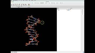 Showing atoms in a nucleic acid and measuring distances in ChimeraX