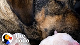 Foster Dog Gives Birth In Middle Of Texas Snowstorms | The Dodo Adopt Me!