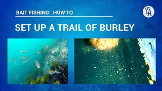 Bait Fishing How To Set Up A Burley Trail, To Bring Fish To You