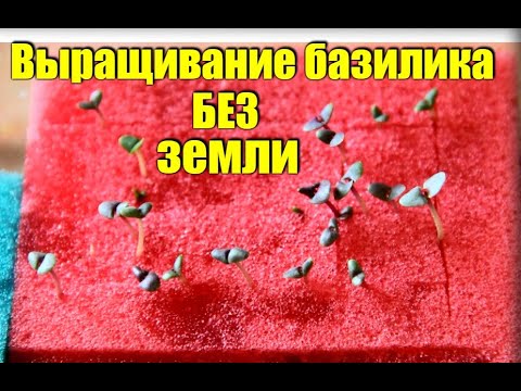 Вопрос: Почему чернеют листья базилика?