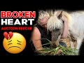 Broken Heart Auction Rescue - Horse Shelter Heroes S4E21