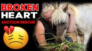 Broken Heart Auction Rescue - Horse Shelter Heroes S4E21