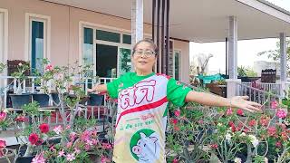 เทคนิค!!ดีๆ🪴วิธีปลูกชวนชมด้วยดินจากเศษวัสดุใบไม้จะทำให้ชวนชมงามรากไม่เกิดโรคติดดอกตรึมใบสวยแน่ๆ!🪴