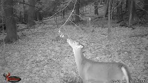 Black Widow Deer Lures on Mock Scrape part2