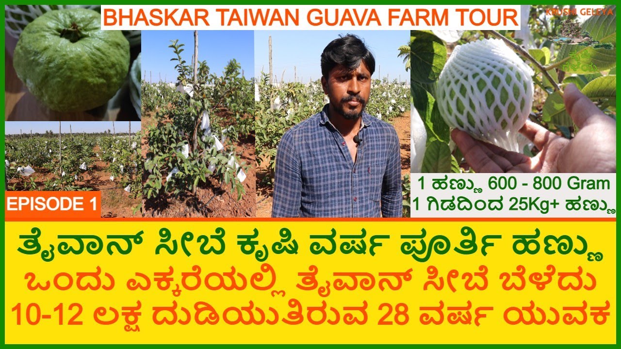 ತೈವಾನ್ ಸೀಬೆ ಸೂಪರ್ ಬೇಡಿಕೆ ಇರುವ ಹಣ್ಣು ಕೆಜಿ 60 ರೂ | Taiwan Guava Farming | Earning 10 Lakhs In One Acre