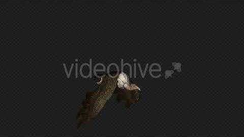 Buzzard Fly Walk Pack 4 In 1 | Motion Graphics - Envato elements