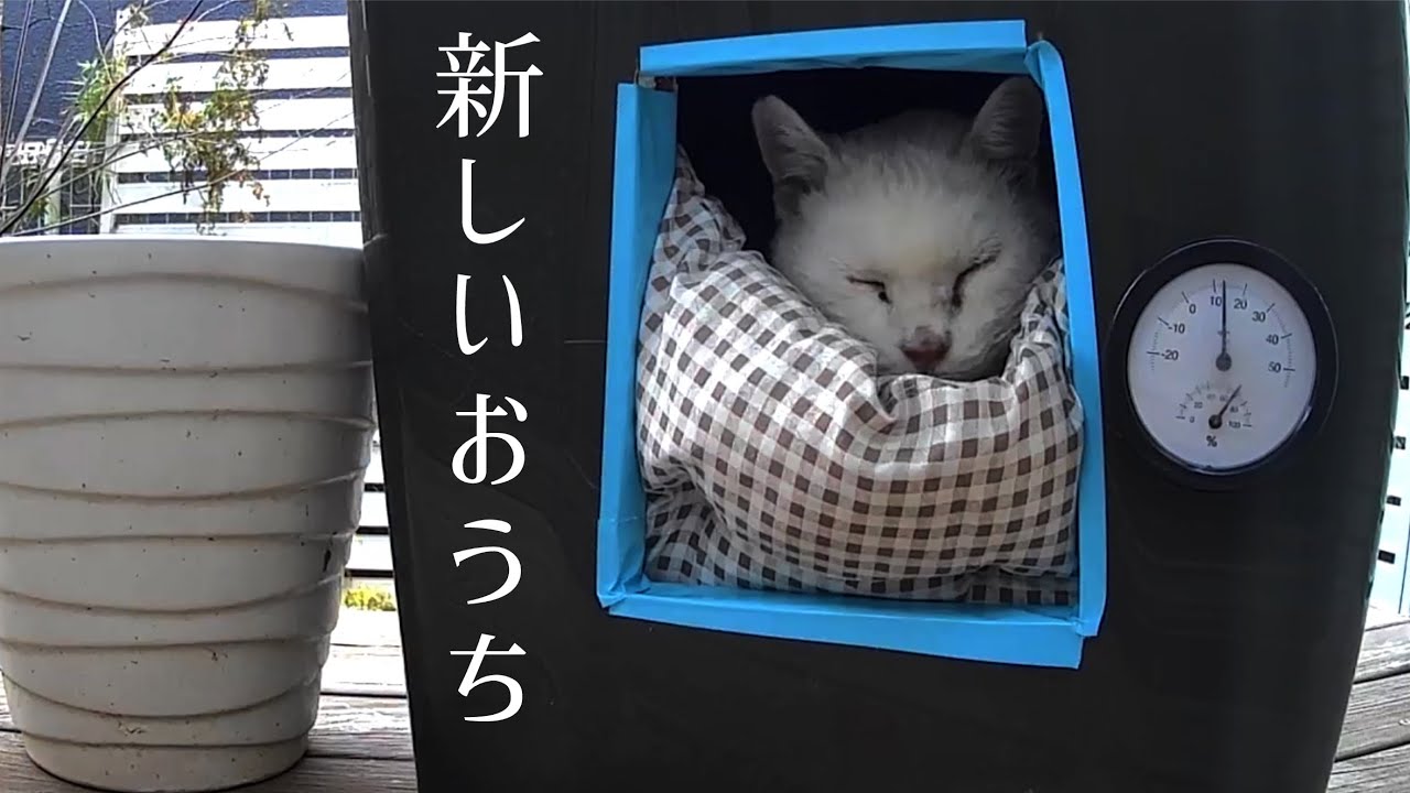 寒い冬がやってきたので、外猫ハウスを使ってくれると嬉しいです