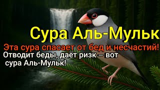 Сура, открывающая путь к благополучию — Аль-Мульк!