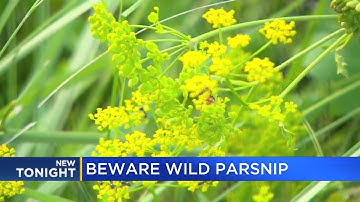 Beware of wild parsnip
