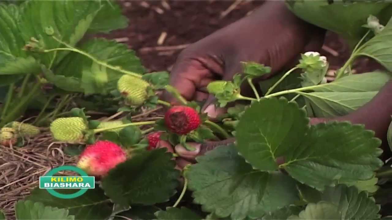 Money Making Strawberries grown in bags in Kenya YouTube