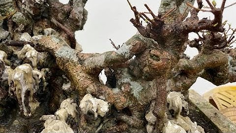 [ VD 470 ] TP QUÝ CỦA ANH THINH TRỌC - Thái Bình.