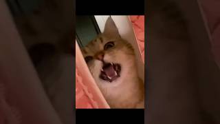 Çok Tehlikeli.. Dikkat..