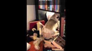 Some Dogs Get Stuck In The Trash Can Lid...