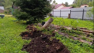 видео: Продолжаю корчевать пни. Также их отмою. картинка: Продолжаю корчевать пни. Также их отмою.