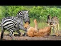 Poor lion! Mother Zebra Risked Her Life To Bite The Lion To Save Her Cubs - Zebra Attack Lion