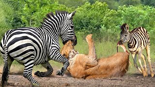 Poor lion! Mother Zebra Risked Her Life To Bite The Lion To Save Her Cubs - Zebra Attack Lion