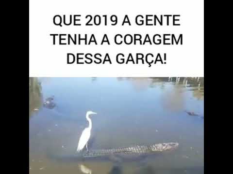 Que em 2019 a gente tenha a coragem dessa garça