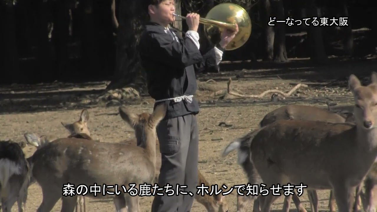 鹿にどんぐり 奈良公園鹿寄せ 冬の風物詩 2025 - YouTube
