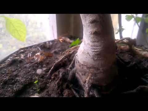 Walnut tree Bonsai პატარა კაკლის ხე